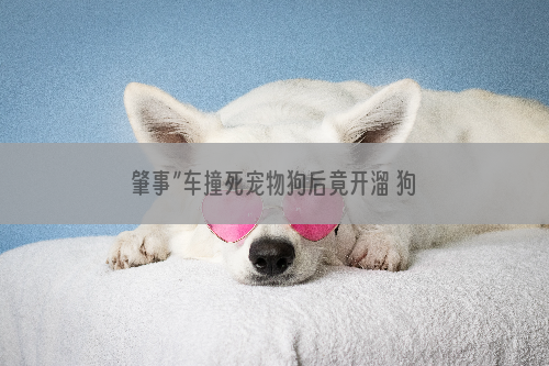 肇事”车撞死宠物狗后竟开溜 狗主人痛心求助警方