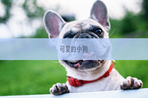 可爱的小狗