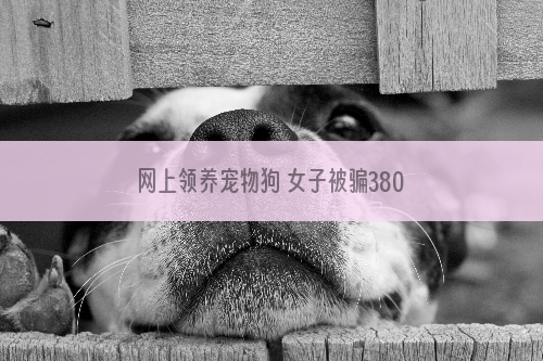 网上领养宠物狗 女子被骗3800元