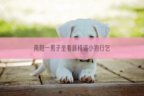 南阳一男子坐着藤椅逼小狗行乞