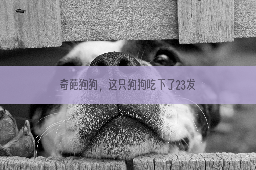 奇葩狗狗，这只狗狗吃下了23发子弹！