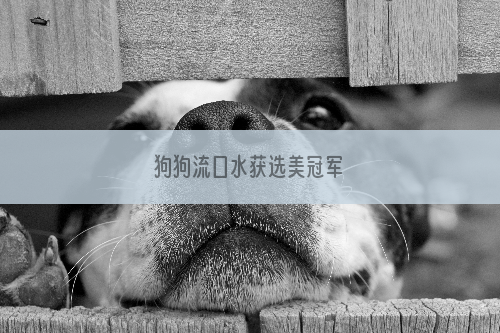 狗狗流口水获选美冠军