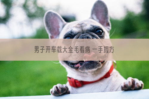 男子开车载大金毛看病 一手握方向盘一手喂狗狗蛋糕