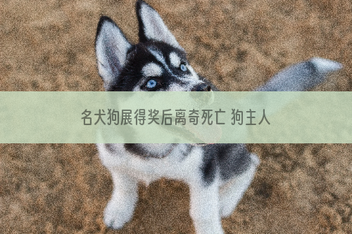 名犬狗展得奖后离奇死亡 狗主人称或遭毒杀