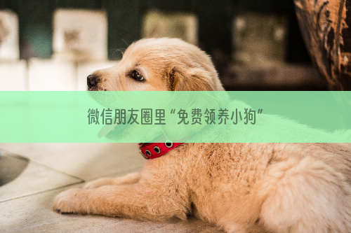 微信朋友圈里 “免费领养小狗”信息是假的