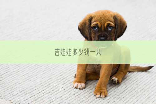 吉娃娃多少钱一只
