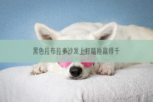 黑色拉布拉多沙发上打瞌睡赢得千万粉丝