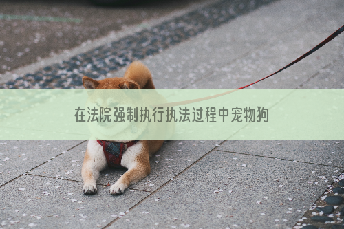 在法院强制执行执法过程中宠物狗死亡（图）