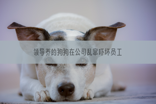 领导养的狗狗在公司乱窜吓坏员工（图）