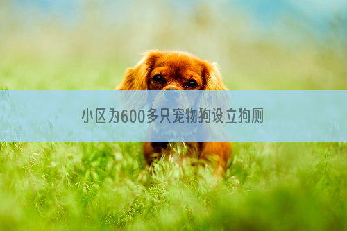 小区为600多只宠物狗设立狗厕所（图）
