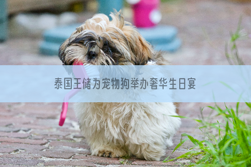 泰国王储为宠物狗举办奢华生日宴会（图）