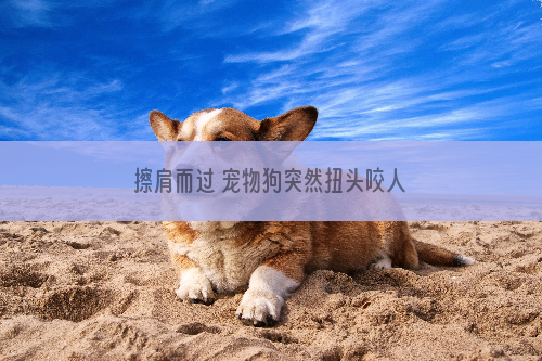 擦肩而过 宠物狗突然扭头咬人