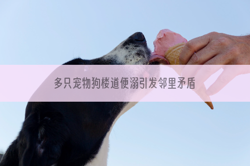 多只宠物狗楼道便溺引发邻里矛盾