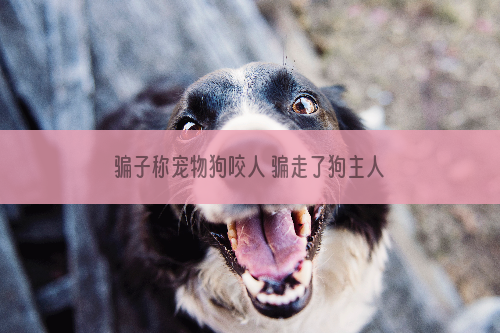 骗子称宠物狗咬人 骗走了狗主人疫苗费用