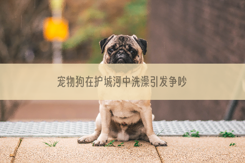 宠物狗在护城河中洗澡引发争吵