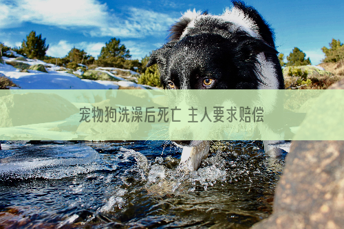 宠物狗洗澡后死亡 主人要求赔偿两万六千元