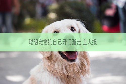 聪明宠物狗自己开门溜走 主人报警狗被偷走