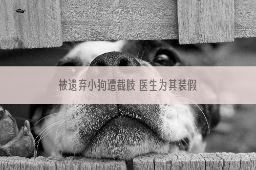 被遗弃小狗遭截肢 医生为其装假肢