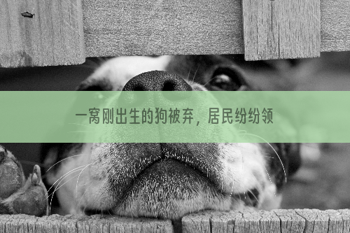 一窝刚出生的狗被弃，居民纷纷领养