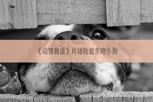 《动物救援》片场哈迪亲吻小狗