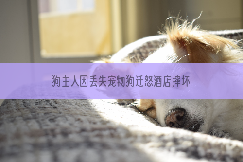 狗主人因丢失宠物狗迁怒酒店摔坏四箱啤酒