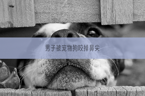 男子被宠物狗咬掉鼻尖