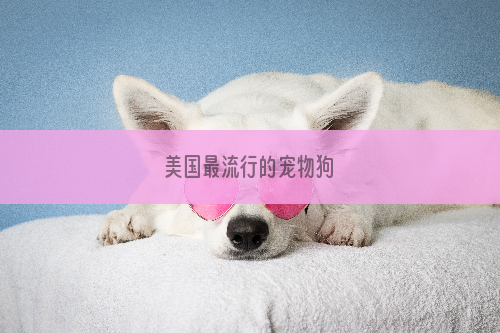 美国最流行的宠物狗