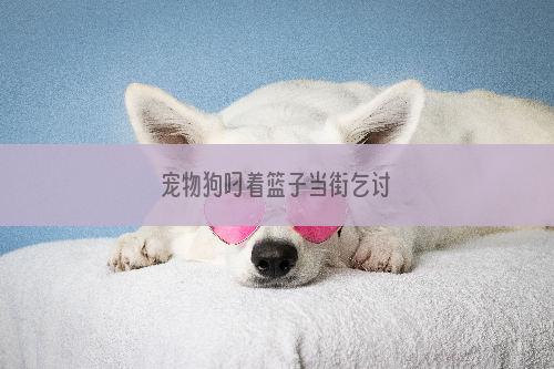 宠物狗叼着篮子当街乞讨