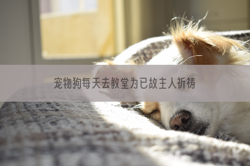 宠物狗每天去教堂为已故主人祈祷