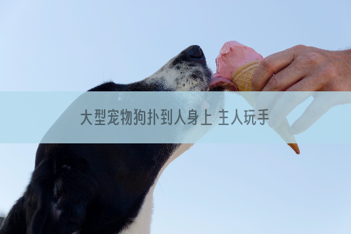 大型宠物狗扑到人身上 主人玩手机不管不顾