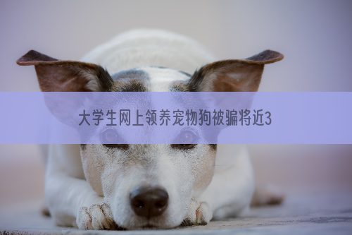 大学生网上领养宠物狗被骗将近3000元