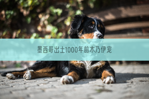 墨西哥出土1000年前木乃伊宠物狗