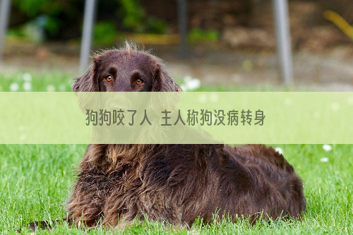 狗狗咬了人  主人称狗没病转身就走
