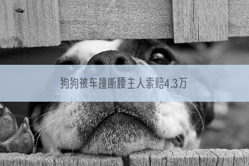 狗狗被车撞断腰主人索赔4.3万  法庭争论谁闯红灯