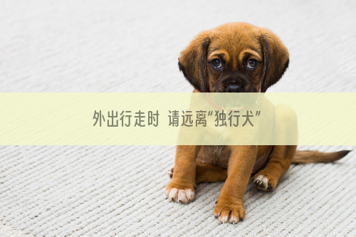 外出行走时  请远离“独行犬”