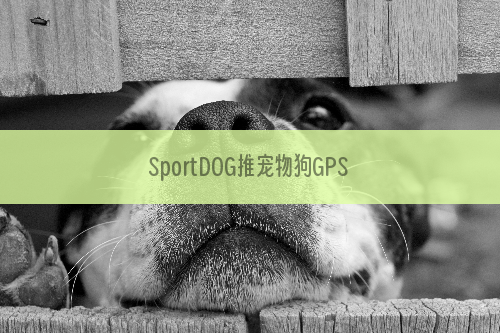 SportDOG推宠物狗GPS项圈