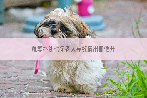 藏獒扑到七旬老人导致脑出血做开颅手术