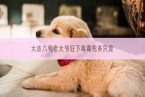 大连六旬老大爷狂下毒毒死多只宠物狗