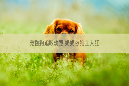 宠物狗追咬幼童 奶奶被狗主人狂殴