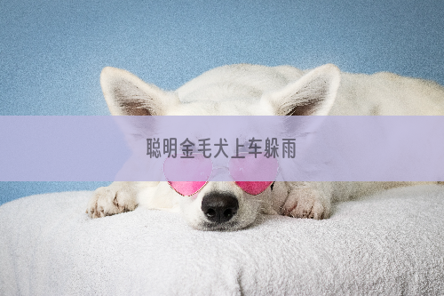 聪明金毛犬上车躲雨