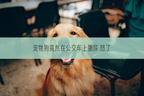 宠物狗竟然在公交车上撒尿 怒了