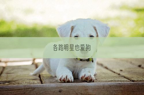 各路明星也爱狗