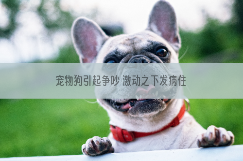 宠物狗引起争吵 激动之下发病住院要赔偿