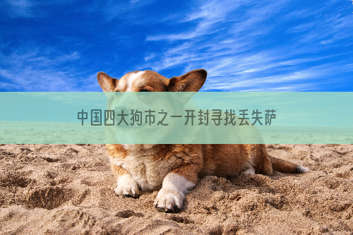 中国四大狗市之一开封寻找丢失萨摩耶