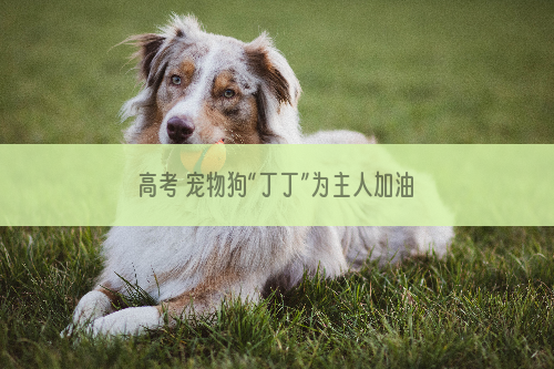 高考 宠物狗“丁丁”为主人加油