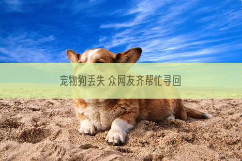 宠物狗丢失 众网友齐帮忙寻回