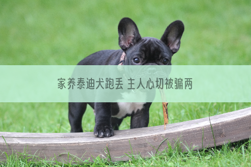 家养泰迪犬跑丢 主人心切被骗两千