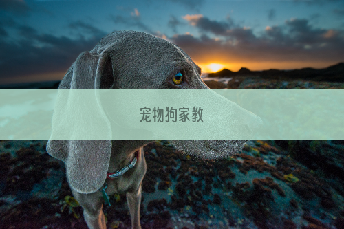 宠物狗家教