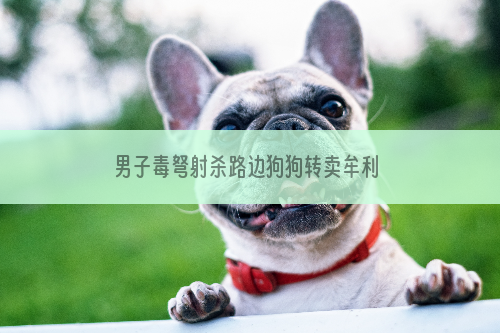 男子毒弩射杀路边狗狗转卖牟利 狗肉流向大小餐馆