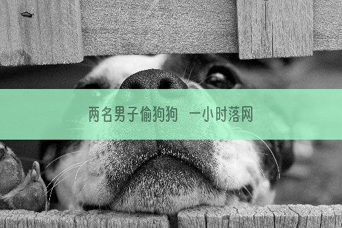 两名男子偷狗狗   一小时落网